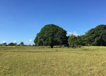 Is Investing in Land a Good Idea: Pros and Cons Simplified