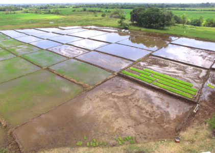 Start a Rice Business in the Philippines: 3 Options You Can Do